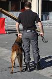 CHIEN D'INTERVENTION 062